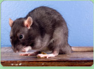 rat control Abbey Wood