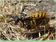 wasp control Abbey Wood