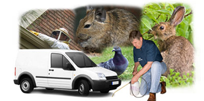 Abbey Wood local van